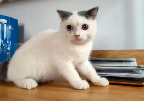 猫吐黄水拉稀 猫咪呕吐腹泻的原因是什么