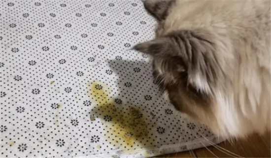 猫呕吐的原因及治疗办法