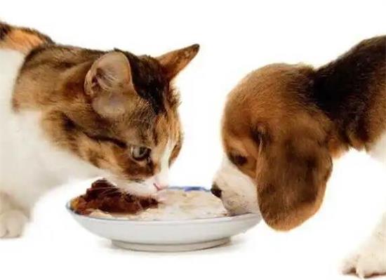 猫和狗吃饭的区别