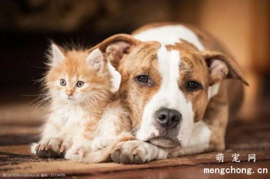 猫和狗哪个智商高一些？