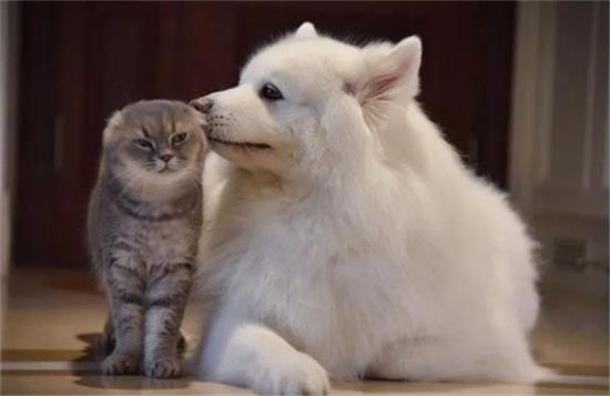 猫和狗哪个更治愈抑郁症