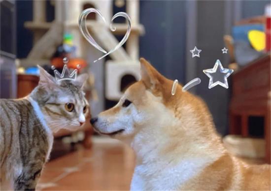 猫和狗哪个更爱主人