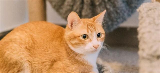 猫和狗疾病互相传染吗