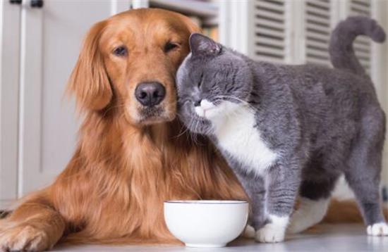 猫和狗谁的眼睛好使
