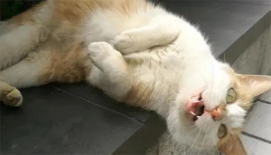 猫咪“伤心时”会有这6个行为，你注意到了吗？