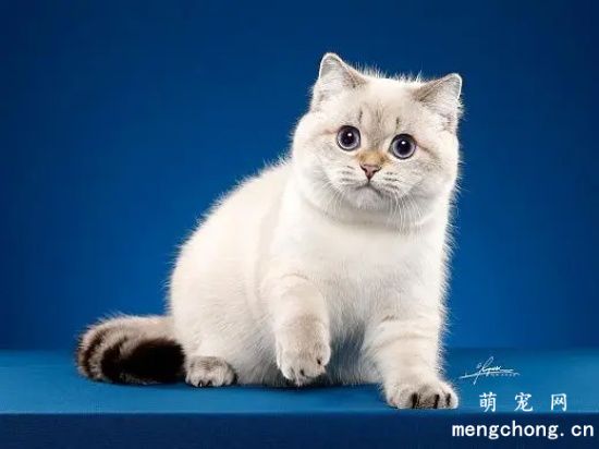 猫咪“小馋猫”喜欢偷吃东西怎么办？