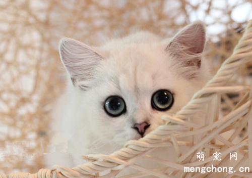 猫咪一个月相当于人多大猫咪一个月相当于人多大？