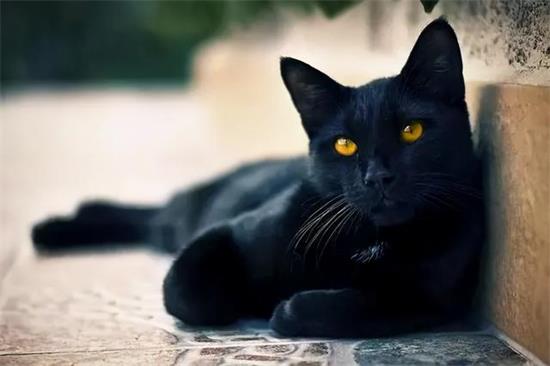 猫咪一只眼睛有分泌物是怎么回事？
