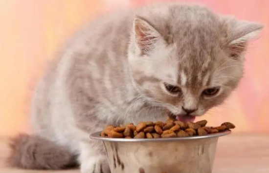 猫咪一天喂几顿比较好