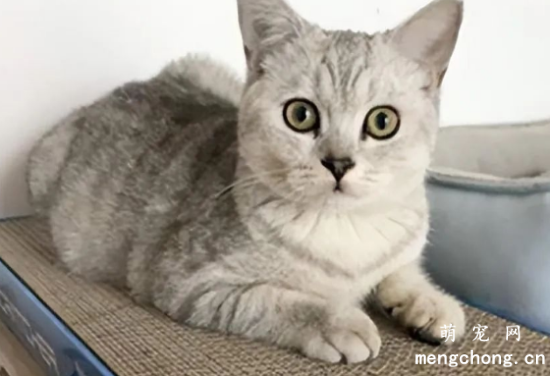 猫咪一生的“6大”愿望，要是都满足了，它会对你死心塌地