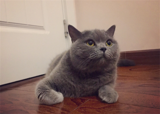 猫咪一直上厕所