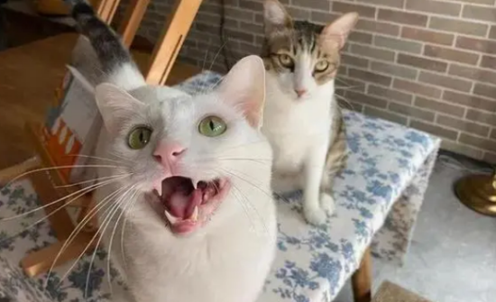 猫咪为什么一直叫唤？猫咪一直叫唤的原因有哪些？