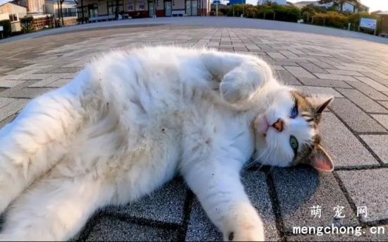 猫咪一直在地上打滚是在玩吗？