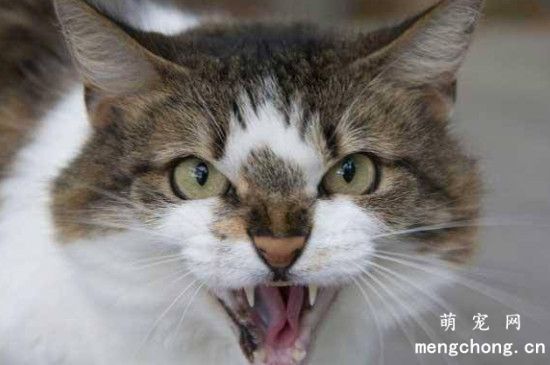猫咪一直张嘴哈气是什么原因
