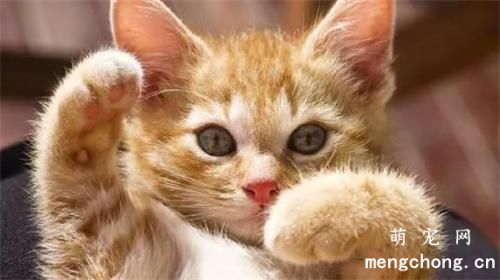 猫咪一直盯着你看是什么意思