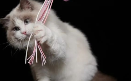 猫咪一直睡觉正常吗