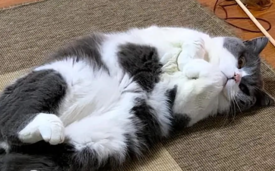 猫咪一辈子“不出门”，对它来说，代表了什么？