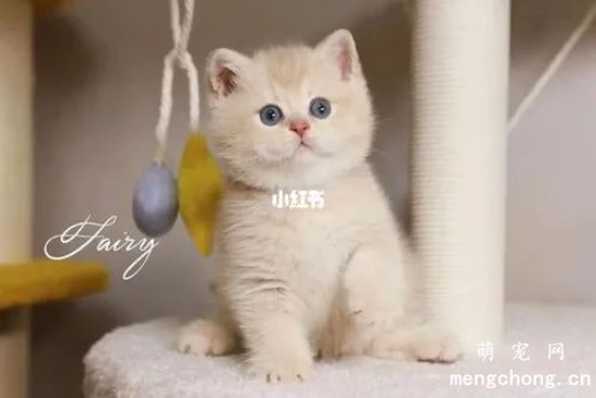 猫咪三天不拉屎正常吗很精神？