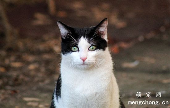 猫咪上厕所叫唤是怎么回事
