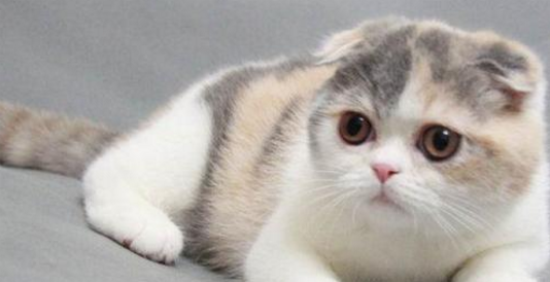 猫咪上厕所的频率增加了是什么原因