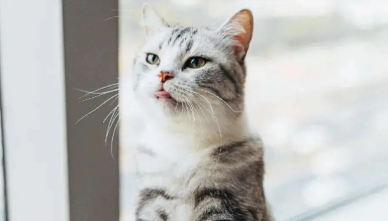 猫咪下身出血是什么原因