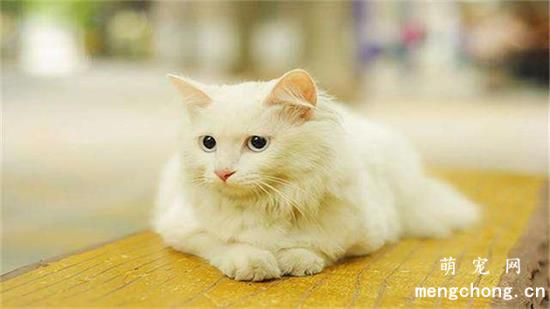 猫咪不可以吃的十种食物禁忌