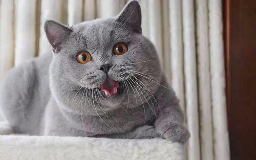 猫咪不可或缺的四大营养成分是什么