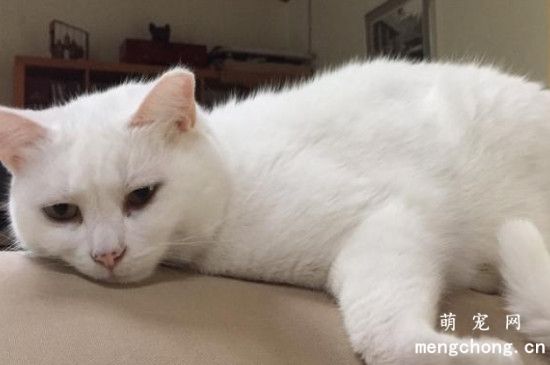 猫咪不吃不喝没精神只趴着怎么办