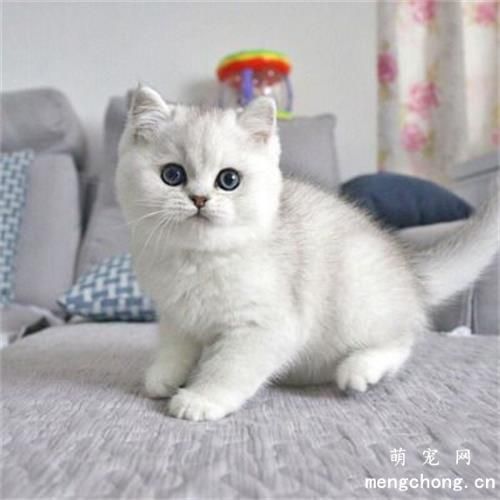 猫咪不吃东西怎么办？