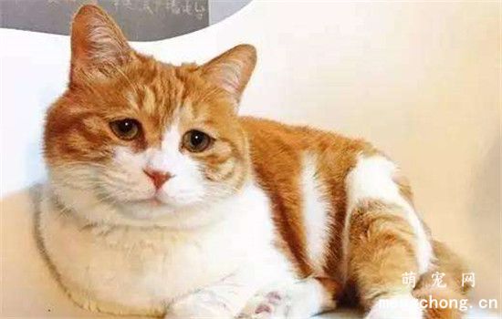 猫咪不吃饭怎么办?