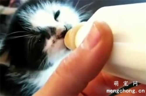 猫咪不喝羊奶粉怎么回事