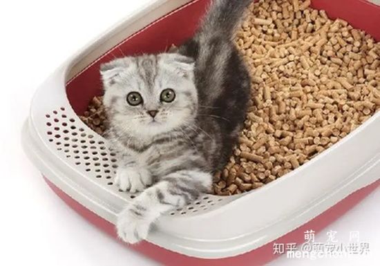 猫咪不埋便便的原因和办法