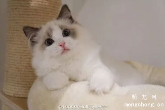猫咪不正常掉毛会有哪些原因呢？