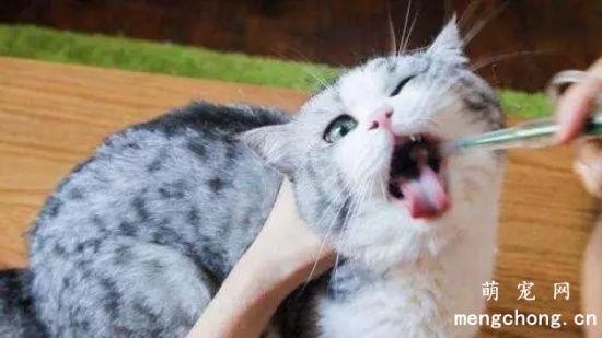 猫咪不理人的原因