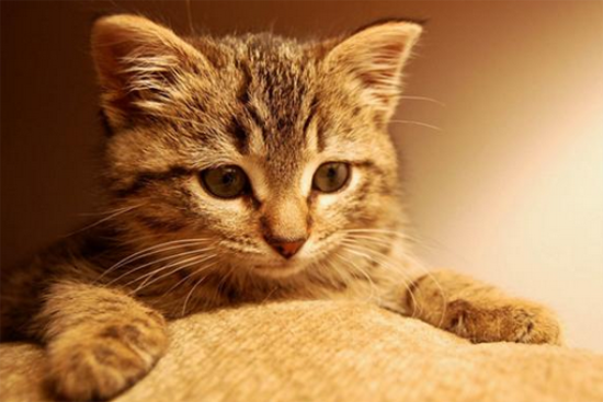 猫咪不能吃猪肝？
