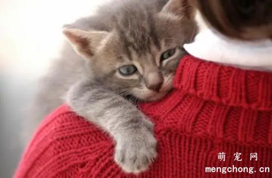 猫咪不让抱怎么办？如何正确姿势抱猫咪？