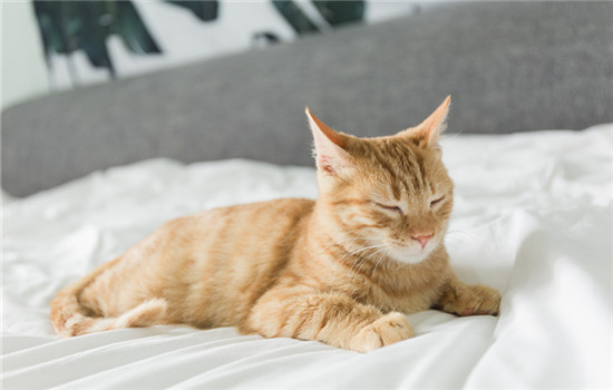 猫咪中暑有哪些症状?