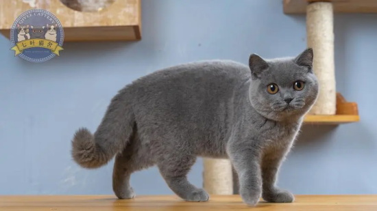 猫咪中暑的症状和预防急救措施
