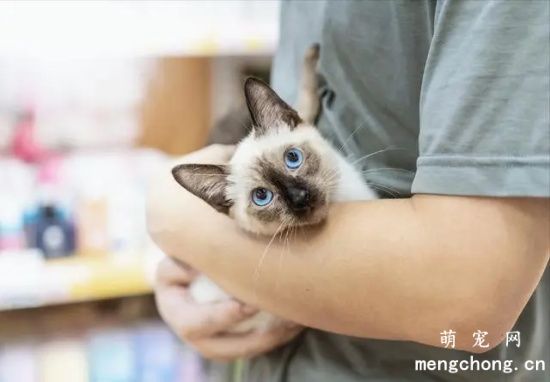 猫咪为什么不喜欢别人抱？正确抱猫咪的方法