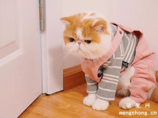 猫咪为什么不喜欢吃甜的东西？