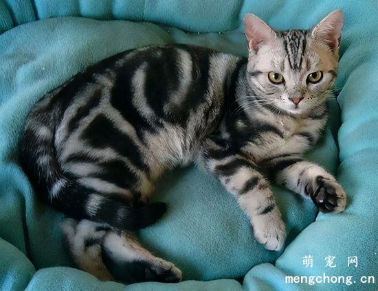 猫咪为什么不喜欢被抱