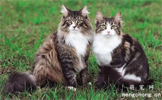 猫咪为什么会主动往你怀里钻