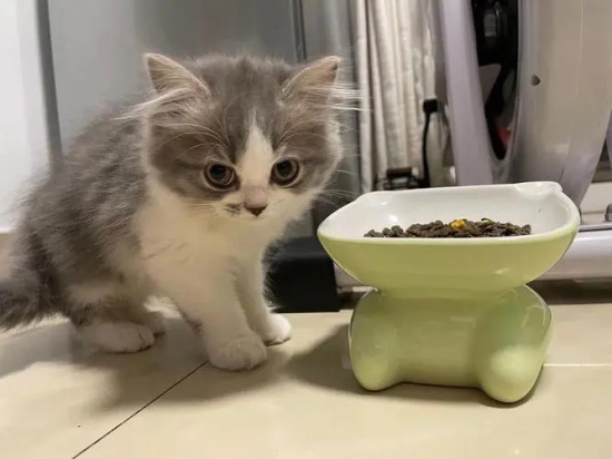 猫咪为什么会吃猫砂