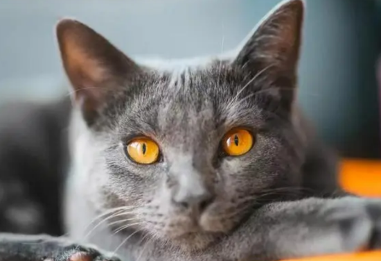 猫咪为什么会哈气