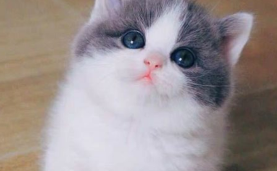 猫咪为什么会得泪痕