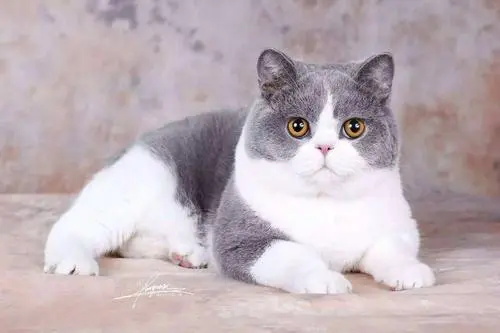 猫咪为什么会打翻没吃完的饭碗