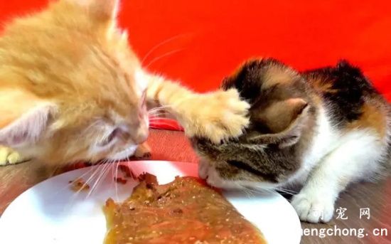猫咪为什么会护食？猫咪护食怎么办？