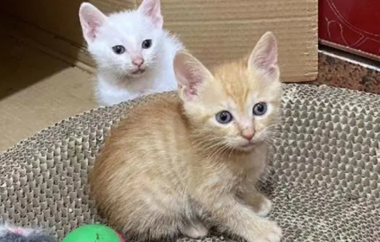 猫咪为什么吃生肉会吐？