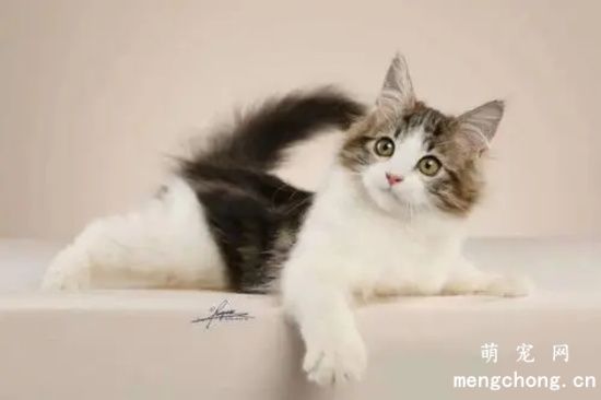 猫咪为什么和人亲近？如何和猫咪保持亲近的关系？