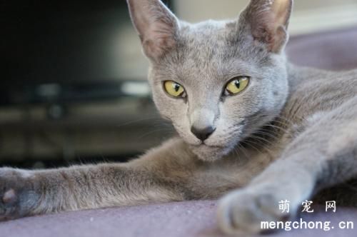 猫咪为什么咬绿萝